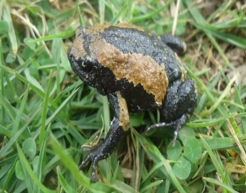 Ramanella triangularis Fresh water species, Endemic to Western ghats, highly affected species by aquatoxicity. Endemic,Ramanella triangularis,aquatoxicity,western ghats