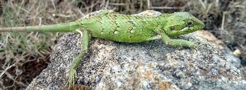 Nilgiri salea ( Salea horsefieldii) Endemic to Western ghats! Salea horsfieldii,Western ghats,endemic