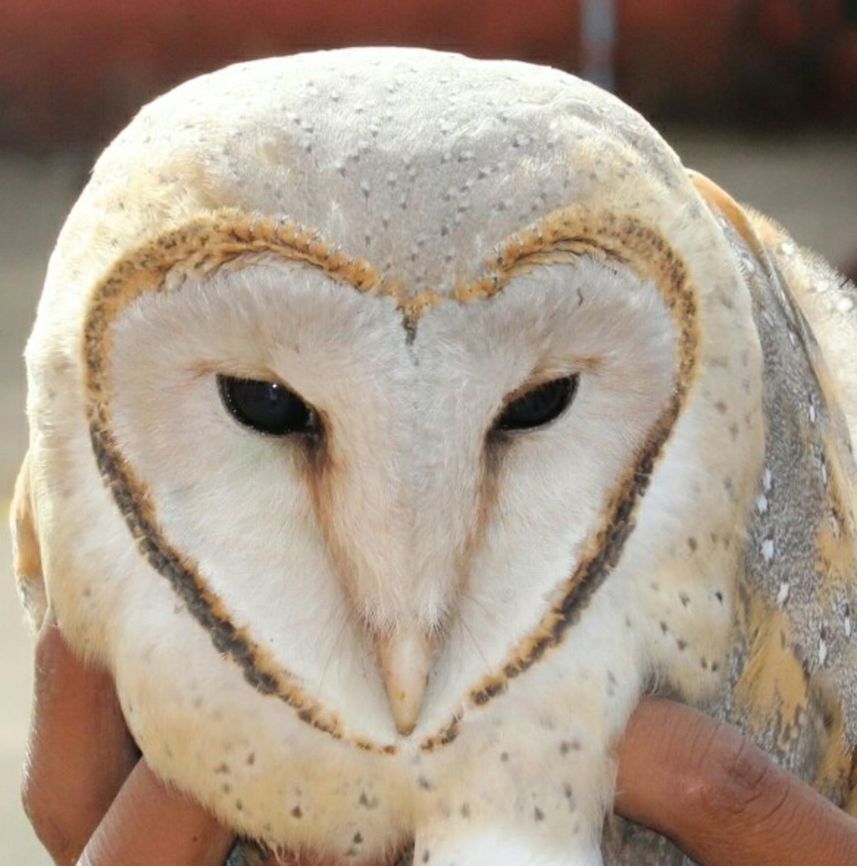 Barn owl( Tyto alba) Rescued this love! Barn owl,Tyto alba,love face,rescue