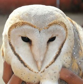 Barn owl( Tyto alba) Rescued this love! Barn owl,Tyto alba,love face,rescue