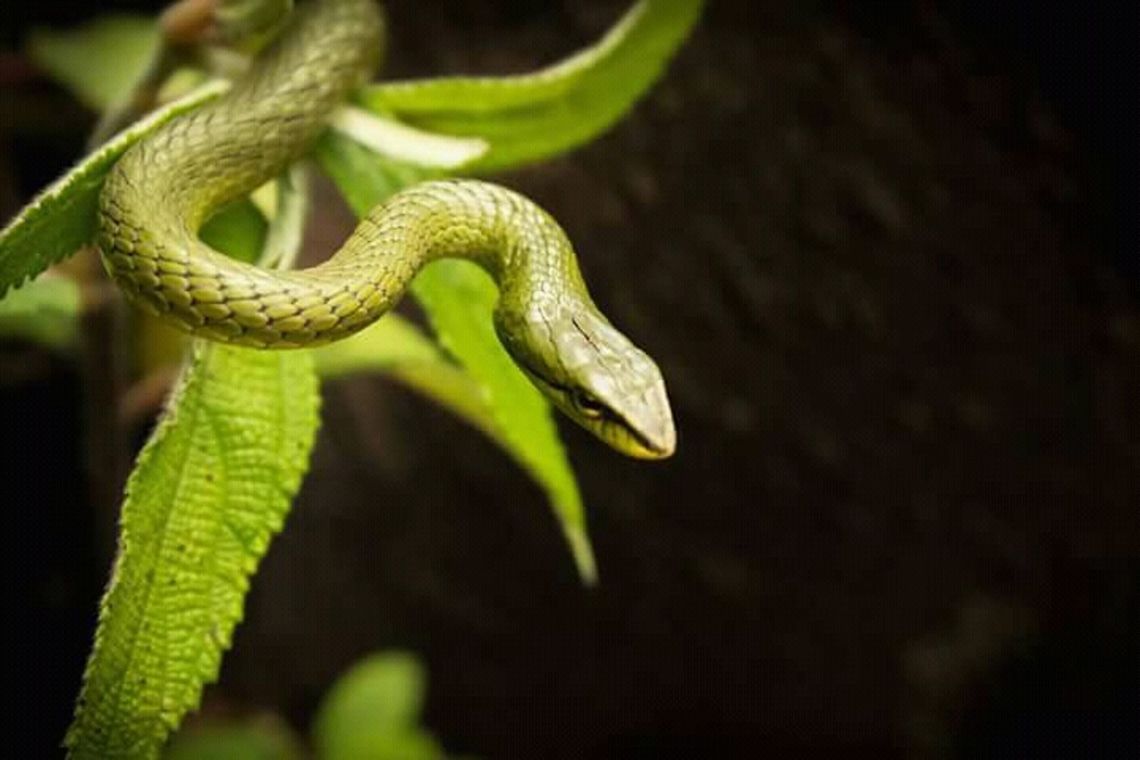 Bronze headed vine snake( Ahaetula perrotetii) Endemic to high elevated montane shola grasslands of southern Western ghats. The only grass dwelling species of vine snake under genus Ahaetulla. Ahaetulla perroteti,Western Ghats bronzeback,endemic to western ghats.,grass dweller