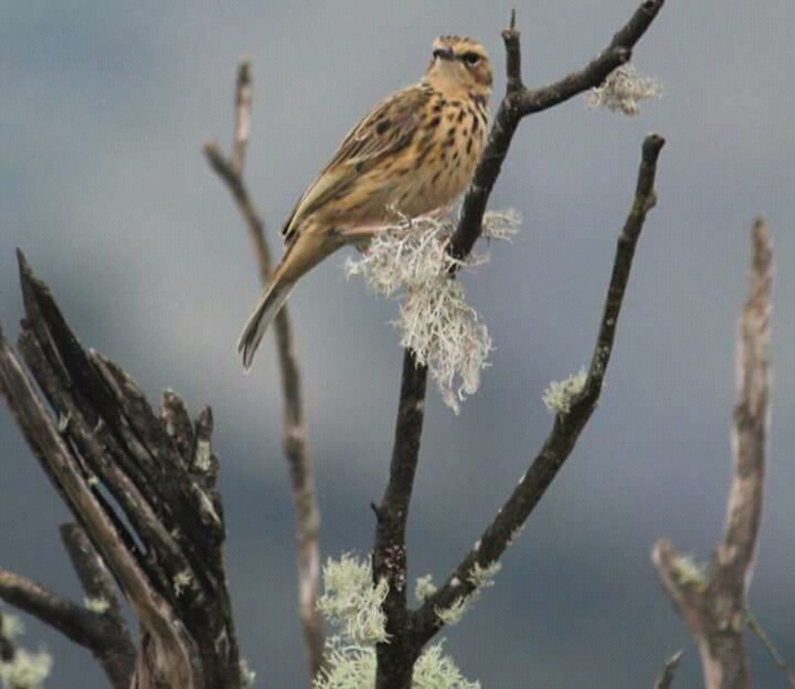 Nilgiri pipit(Anthus nilghiriensis) Endemic grass bird to southern montane shola grasslands of southern Western ghats. Anthus nilghiriensis,Endemic,Nilgiri Pipit,grassbird,montane shola