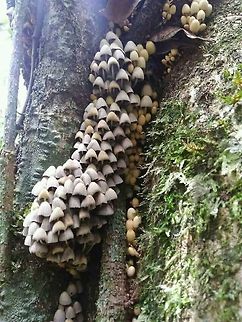 Coprinellus disseminatus Coprinellus dissemination. (Coprinoid mushroom).          Saw this colony of fragile ink caps on search of endemic avians of the Nilgiris, ready to crumble and  deliquescent at any time on the loosened stand of old shola tree ,meant alot for the total canopied green ecosystem, screening a good nitrogenous cycle base on decomposing the upstanding stand paved long down! Coprinellus disseminatus,Mushyyyy