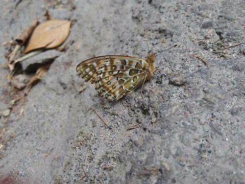 Nilgiri fritillary Endemic to Western ghats Argynnis hyperbius,Butterfly,Indian fritillary