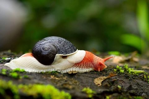 Indrella ampulla Endemic to Western ghats, Polymorphic, present in Nilgiri hills, wyanad, Anamalai hills. Wet grounds and Rainforest dweller.  Location- Wyanad. Endemic,Geotagged,India,Indrella ampulla,Rainforest,rainywyanad.,tricolor,western ghats