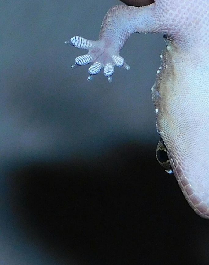 Hemidactylus triedrus - Termite hill gecko Gecko! Ground dweller, present in S.Asia. cosmopolitan distribution within its geographic area. Gecko,Hemidactylus,Hemidactylus triedrus,lamellae