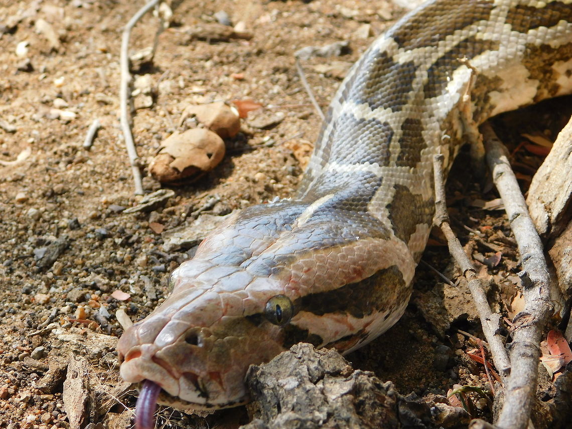 Indian rock python( Python molurus molurus) Vulnerable animal. One of the schedule one snakes under the Wildlife ( Protection) Act,1972. Cosmopolitan distribution with an array of vegetation and habitat. Has a bigger home range compared to other snakes.  Evolutionary cue- has two spur on it&#039;s ventral area, near Anal scale. Just am optional concerned to females, while males bear it predominately! Evolutionary significance!,Old world snakes,Python molurus,indian python,vulnerable