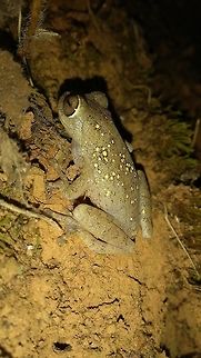 Ponmudi bush frog (Raorchestes ponmudi) Ponmudi bush frog is a critically endangered species, found in the semi evergreen forests of Western ghats with a type locality of Ponmudi hills. And also found in the wyanad district of Kerala and it's adjoining places of familiar habitats. Reports exists from Valparai plateau of Tamilnadu. This was clicked from wyanad Tamilnadu border. Bush frog,Critically endangered,Ponmudi Bush Frog,Ponmudi bush frog,Raorchestes ponmudi,semi evergreen