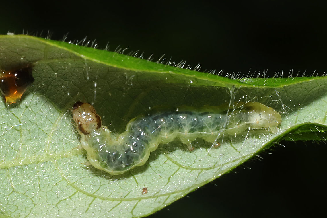 Herbivorous Pleuroptya Moth (Patania silicalis) Maybe Patania silicalis?<br />
Leaf roller found inside a Fabaceae leaf (I think Amphicarpaea bracteata? I didn't make note! Oops!) Geotagged,Herbivorous Pleuroptya Moth,Patania silicalis,Summer,United States