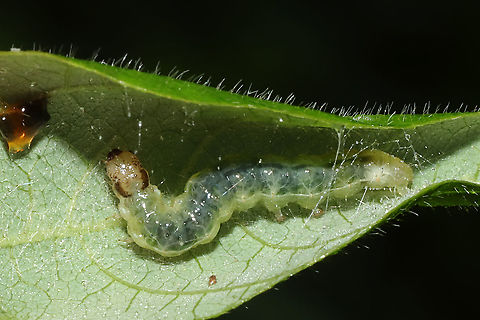 Herbivorous Pleuroptya Moth (Patania silicalis) Maybe Patania silicalis?
Leaf roller found inside a Fabaceae leaf (I think Amphicarpaea bracteata? I didn't make note! Oops!) Geotagged,Herbivorous Pleuroptya Moth,Patania silicalis,Summer,United States