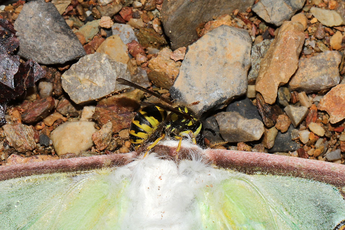 Downy Yellowjacket (Vespula flavopilosa) Several of you know how terrified I am of yellow jackets after multiple nasty encounters with them (and having bad reactions to their stings). I&#039;m slowly trying to expose myself to them (with a lot of caution) and learn more about them as well.<br />
<figure class="photo"><a href="https://www.jungledragon.com/image/100016/downy_yellowjacket_vespula_flavopilosa.html" title="Downy Yellowjacket (Vespula flavopilosa)"><img src="https://s3.amazonaws.com/media.jungledragon.com/images/3231/100016_thumb.jpg?AWSAccessKeyId=05GMT0V3GWVNE7GGM1R2&Expires=1759968010&Signature=YjiyJlLvP5cwdAzvzMtd2EqmZQY%3D" width="200" height="200" alt="Downy Yellowjacket (Vespula flavopilosa) Not the best shot, but you can see the &quot;downy&quot; body in this shot really well.<br />
<br />
Several of you know how terrified I am of yellow jackets after multiple nasty encounters with them (and having bad reactions to their stings). I&#039;m slowly trying to expose myself to them (with a lot of caution) and learn more about them as well.<br />
<br />
This individual was eating the head of a Luna moth corpse on our dirt road (at the edge of a dense mixed forest). <br />
https://www.jungledragon.com/image/100015/downy_yellowjacket_vespula_flavopilosa.html<br />
<br />
Some interesting information from BugGuide:<br />
&quot;but so far all known data point to the fact that the species is probably not capable of founding their own colonies. Lone queens during spring will search out young colonies of V. maculifrons or V. alascensis to usurp (Social Parasitism). MacDonald et al. (1980) considered V. flavopilosa to be a facultative temporary social parasite of V. maculifrons and V. alascensis (as V. vulgaris) based on five mixed colonies from across the range of the species.&quot; Geotagged,United States,Vespula flavopilosa" /></a></figure><br />
<br />
This individual was eating the head of a Luna moth corpse on our dirt road (at the edge of a dense mixed forest).<br />
<br />
<br />
Some interesting information from BugGuide:<br />
&quot;but so far all known data point to the fact that the species is probably not capable of founding their own colonies. Lone queens during spring will search out young colonies of V. maculifrons or V. alascensis to usurp (Social Parasitism). MacDonald et al. (1980) considered V. flavopilosa to be a facultative temporary social parasite of V. maculifrons and V. alascensis (as V. vulgaris) based on five mixed colonies from across the range of the species.&quot; Geotagged,Summer,United States,Vespula flavopilosa