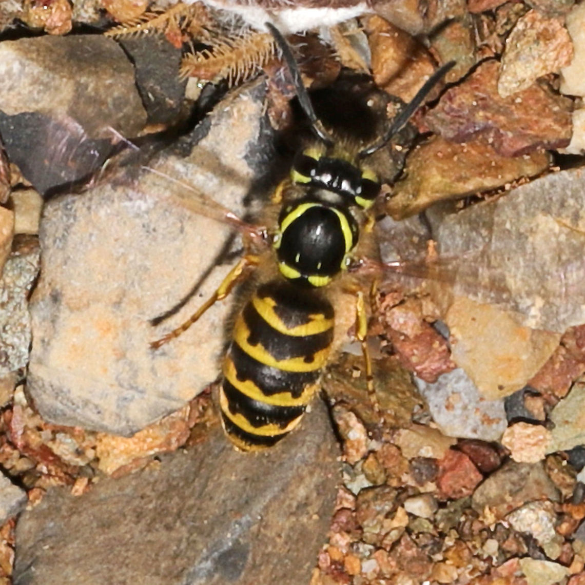 Downy Yellowjacket (Vespula flavopilosa) Not the best shot, but you can see the &quot;downy&quot; body in this shot really well.<br />
<br />
Several of you know how terrified I am of yellow jackets after multiple nasty encounters with them (and having bad reactions to their stings). I&#039;m slowly trying to expose myself to them (with a lot of caution) and learn more about them as well.<br />
<br />
This individual was eating the head of a Luna moth corpse on our dirt road (at the edge of a dense mixed forest). <br />
<figure class="photo"><a href="https://www.jungledragon.com/image/100015/downy_yellowjacket_vespula_flavopilosa.html" title="Downy Yellowjacket (Vespula flavopilosa)"><img src="https://s3.amazonaws.com/media.jungledragon.com/images/3231/100015_thumb.jpg?AWSAccessKeyId=05GMT0V3GWVNE7GGM1R2&Expires=1767225610&Signature=whZtRI79QAYOb3OsXr8uuOXLBMg%3D" width="200" height="134" alt="Downy Yellowjacket (Vespula flavopilosa) Several of you know how terrified I am of yellow jackets after multiple nasty encounters with them (and having bad reactions to their stings). I&#039;m slowly trying to expose myself to them (with a lot of caution) and learn more about them as well.<br />
https://www.jungledragon.com/image/100016/downy_yellowjacket_vespula_flavopilosa.html<br />
<br />
This individual was eating the head of a Luna moth corpse on our dirt road (at the edge of a dense mixed forest).<br />
<br />
<br />
Some interesting information from BugGuide:<br />
&quot;but so far all known data point to the fact that the species is probably not capable of founding their own colonies. Lone queens during spring will search out young colonies of V. maculifrons or V. alascensis to usurp (Social Parasitism). MacDonald et al. (1980) considered V. flavopilosa to be a facultative temporary social parasite of V. maculifrons and V. alascensis (as V. vulgaris) based on five mixed colonies from across the range of the species.&quot; Geotagged,Summer,United States,Vespula flavopilosa" /></a></figure><br />
<br />
Some interesting information from BugGuide:<br />
&quot;but so far all known data point to the fact that the species is probably not capable of founding their own colonies. Lone queens during spring will search out young colonies of V. maculifrons or V. alascensis to usurp (Social Parasitism). MacDonald et al. (1980) considered V. flavopilosa to be a facultative temporary social parasite of V. maculifrons and V. alascensis (as V. vulgaris) based on five mixed colonies from across the range of the species.&quot; Geotagged,United States,Vespula flavopilosa