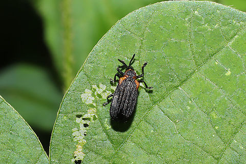 Odontota scapularis At a dense mixed forest edge. Geotagged,Odontota scapularis,Pentispa distincta,Summer,United States