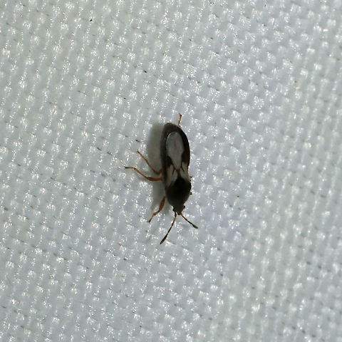 Southern Chinch Bug (Blissus insularis)? at a 365nm UV light at a dense mixed forest edge.

My 1000th introduced species on JD? :o Blissus insularis,Blissus leucopterus,Geotagged,Summer,United States