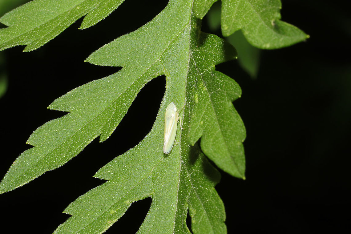 Recently Molted Versute Sharpshooter (Graphocephala versuta) Recently molted hopper at a dense mixed forest edge.<br />
<figure class="photo"><a href="https://www.jungledragon.com/image/100035/recently_molted_versute_sharpshooter_graphocephala_versuta.html" title="Recently Molted Versute Sharpshooter (Graphocephala versuta)"><img src="https://s3.amazonaws.com/media.jungledragon.com/images/3231/100035_thumb.jpg?AWSAccessKeyId=05GMT0V3GWVNE7GGM1R2&Expires=1769040010&Signature=XNLyS6AohJSeGPDOaPVHdopeO20%3D" width="200" height="134" alt="Recently Molted Versute Sharpshooter (Graphocephala versuta) Recently molted hopper at a dense mixed forest edge. <br />
https://www.jungledragon.com/image/100034/recently_molted_versute_sharpshooter_graphocephala_versuta.html Geotagged,Graphocephala versuta,Summer,United States" /></a></figure> Geotagged,Graphocephala versuta,Summer,United States