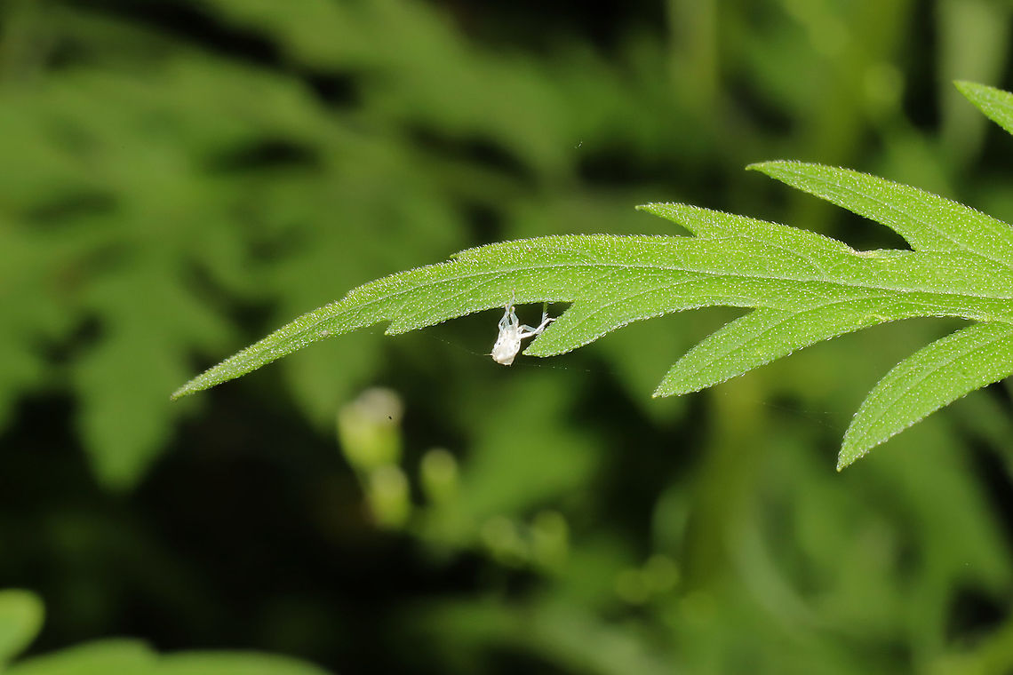 Recently Molted Versute Sharpshooter (Graphocephala versuta) Recently molted hopper at a dense mixed forest edge. <br />
<figure class="photo"><a href="https://www.jungledragon.com/image/100034/recently_molted_versute_sharpshooter_graphocephala_versuta.html" title="Recently Molted Versute Sharpshooter (Graphocephala versuta)"><img src="https://s3.amazonaws.com/media.jungledragon.com/images/3231/100034_thumb.jpg?AWSAccessKeyId=05GMT0V3GWVNE7GGM1R2&Expires=1769040010&Signature=wulrp9CAZA%2FCgvxsBChgiKL%2BaRA%3D" width="200" height="134" alt="Recently Molted Versute Sharpshooter (Graphocephala versuta) Recently molted hopper at a dense mixed forest edge.<br />
https://www.jungledragon.com/image/100035/recently_molted_versute_sharpshooter_graphocephala_versuta.html Geotagged,Graphocephala versuta,Summer,United States" /></a></figure> Geotagged,Graphocephala versuta,Summer,United States