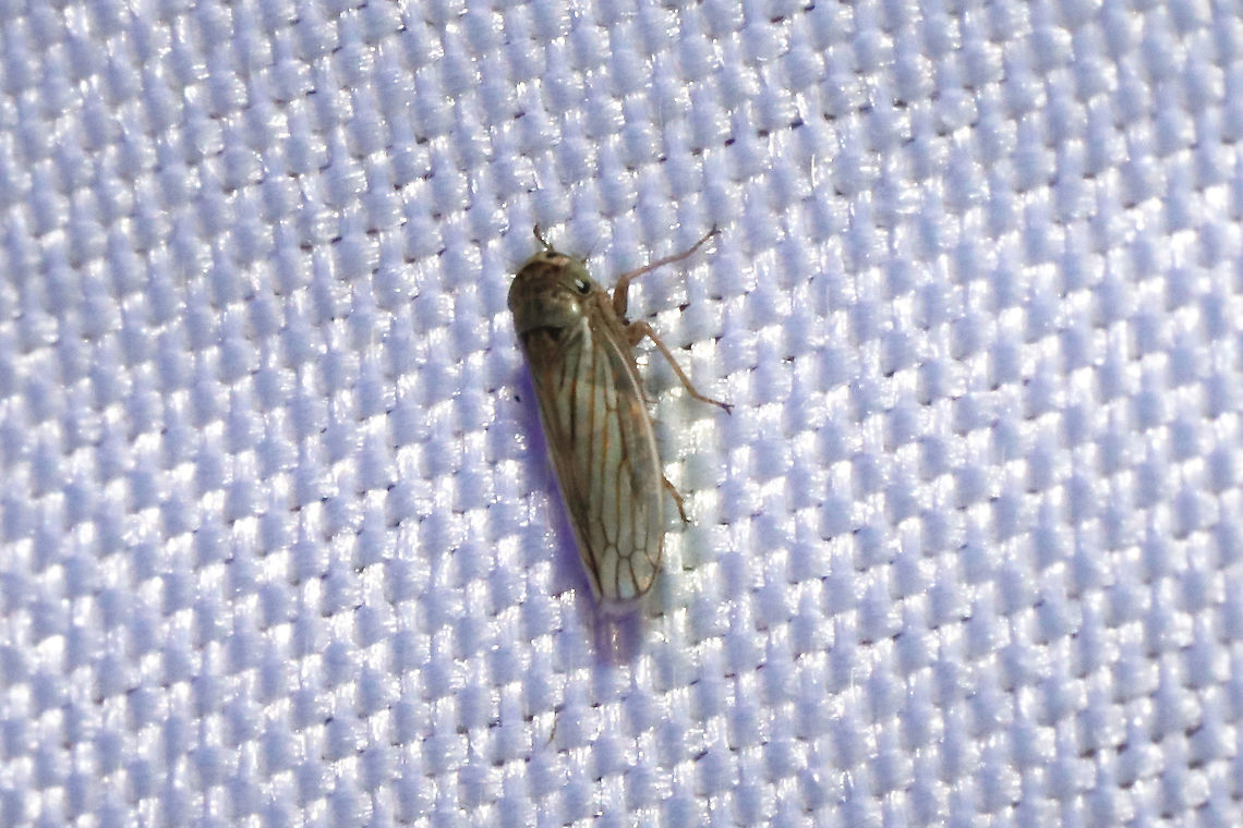 Gray Lawn Leafhopper (Exitianus exitiosus) At a 365nm UV light at a dense mixed forest edge. Exitianus exitiosus,Geotagged,Gray lawn leafhopper,Summer,United States