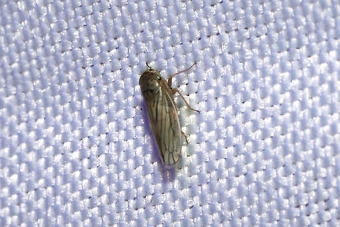 Gray Lawn Leafhopper (Exitianus exitiosus) At a 365nm UV light at a dense mixed forest edge. Exitianus exitiosus,Geotagged,Gray lawn leafhopper,Summer,United States