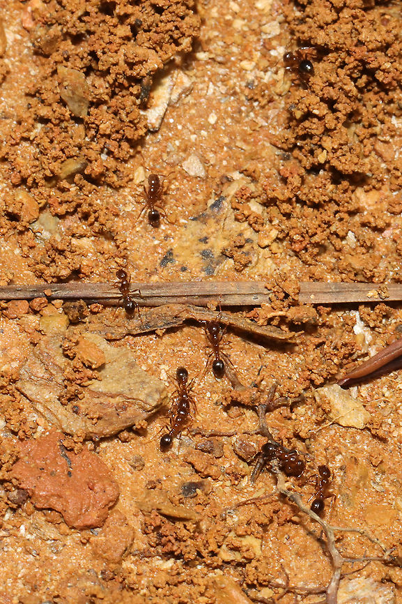 Solenopsis invicta x richteri They are quite aggressive (and painful) and are taking over our living area! At the disturbed edge of a dense mixed forest. Geotagged,Red imported fire ant,Solenopsis invicta,Solenopsis invicta x richteri,Summer,United States