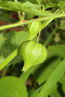 Cutleaf Groundcherry (Physalis angulata) On topsoil at the edge of a dense mixed forest. Geotagged,Physalis angulata,Summer,United States