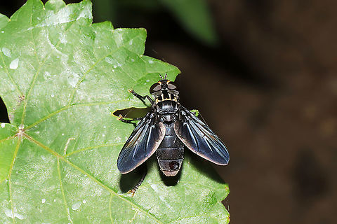 Feather-legged Fly (Trichopoda lanipes) ♂ At a dense mixed forest edge. Geotagged,Summer,Trichopoda lanipes,United States