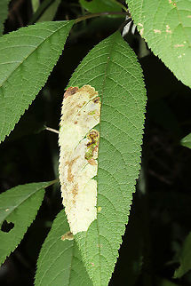 Calycomyza flavinotum Leaf blotch mine on Joe Pye Weed at a dense mixed forest edge. Calycomyza flavinotum,Geotagged,Summer,United States