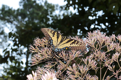 Eastern Tiger Swallowtail (Papilio glaucus) ♀ A female butterfly on Joe Pye Weed. I had to stand on my tip-toes as it was very difficult to get a shot! Eastern Tiger Swallowtail,Geotagged,Papilio glaucus,Summer,United States