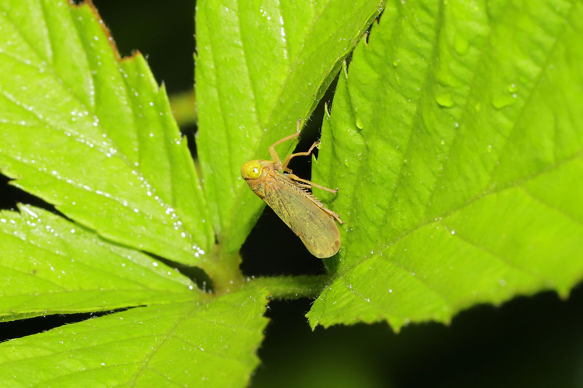 Coppery Leafhopper (Jikradia olitoria) On Allegheny Blackberry at a forest clearing/meadow Geotagged,Jikradia olitoria,Summer,United States