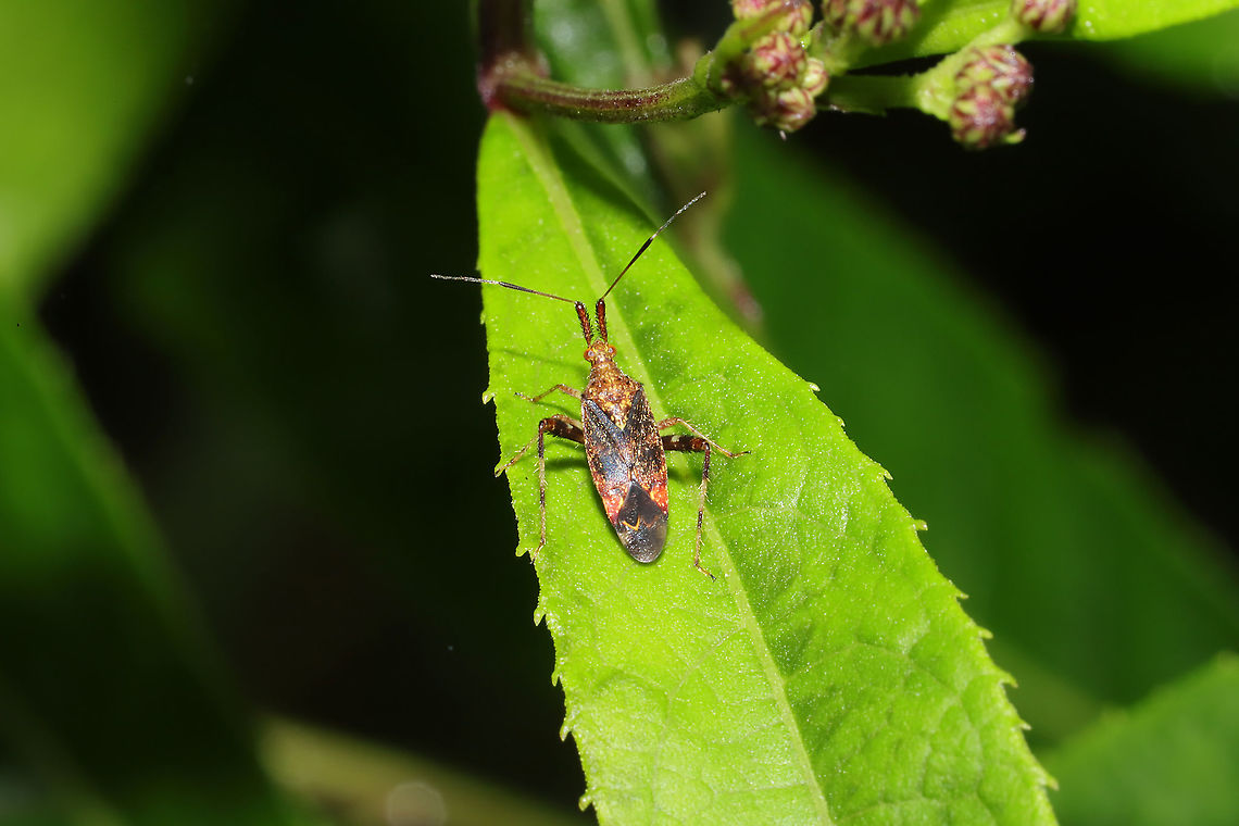 Clouded Plant Bug (Neurocolpus nubilus) at a forest clearing/meadow  Clouded Plant Bug,Geotagged,Neurocolpus nubilus,Summer,United States