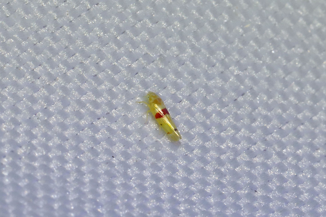 Eratoneura era At a 365nm UV light at a dense mixed forest edge. Eratoneura era,Geotagged,Summer,United States