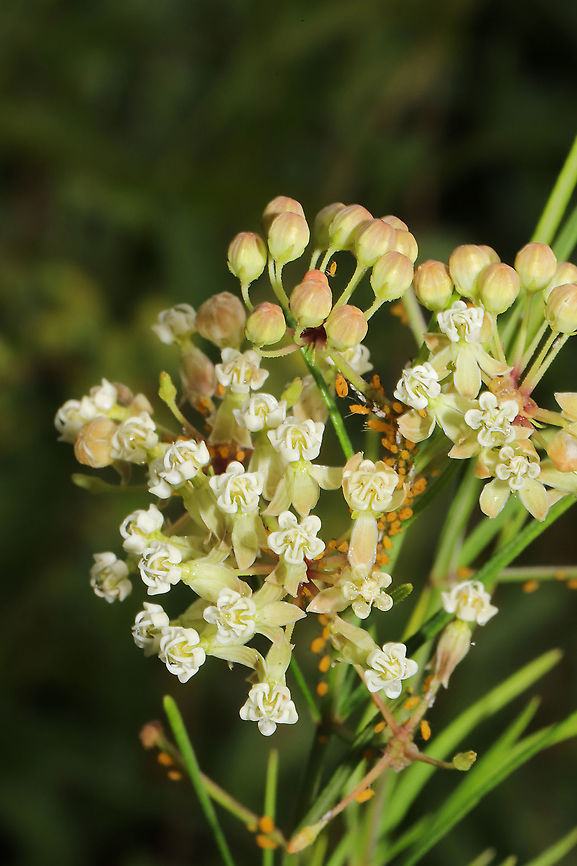Whorled Milkweed (Asclepias verticillata) Growing on a roadside (near a dense mixed forest).<br />
<br />
Asclepias verticillata is a species of milkweed with narrow leaves and clusters of small white to green flowers. It reaches around two feet in height and attracts an array of insects (including Monarch butterflies). It blooms from May-September.  Asclepias verticillata,Geotagged,Summer,United States,Whorled milkweed