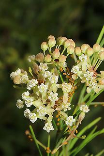 Whorled Milkweed (Asclepias verticillata) Growing on a roadside (near a dense mixed forest).

Asclepias verticillata is a species of milkweed with narrow leaves and clusters of small white to green flowers. It reaches around two feet in height and attracts an array of insects (including Monarch butterflies). It blooms from May-September.  Asclepias verticillata,Geotagged,Summer,United States,Whorled milkweed