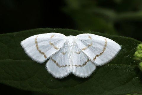 Northern Eudeilinia Moth (Eudeilinia herminiata) at a forest clearing/meadow  Eudeilinia herminiata,Geotagged,Summer,United States