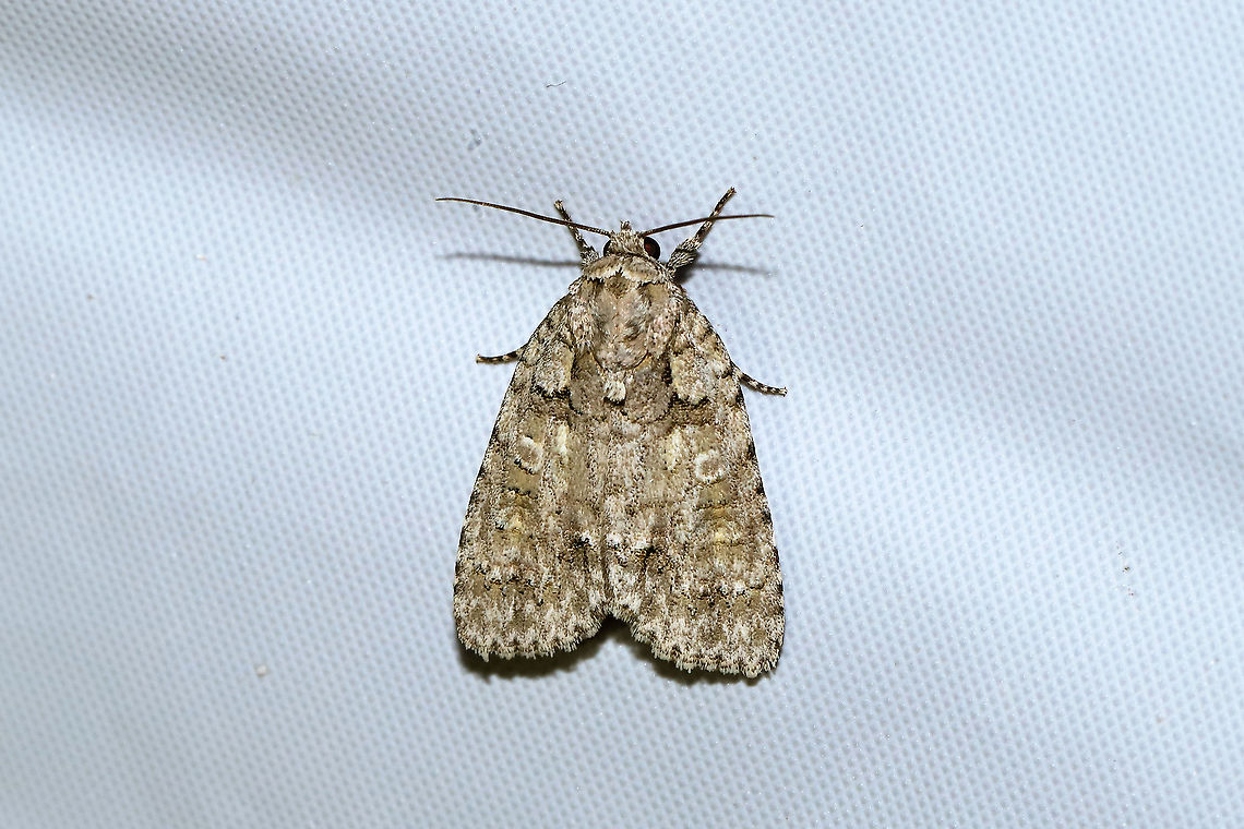 Epauleted Oak Dagger (Acronicta ovata) At a 365nm UV light at the edge of a dense mixed forest. <br />
<figure class="photo"><a href="https://www.jungledragon.com/image/100247/epauleted_oak_dagger_acronicta_ovata.html" title="Epauleted Oak Dagger (Acronicta ovata)"><img src="https://s3.amazonaws.com/media.jungledragon.com/images/3231/100247_thumb.jpg?AWSAccessKeyId=05GMT0V3GWVNE7GGM1R2&Expires=1769040010&Signature=oDepNLstftVmjLcTXqBXO1vEHWY%3D" width="102" height="152" alt="Epauleted Oak Dagger (Acronicta ovata) At a 365nm UV light at the edge of a dense mixed forest.<br />
https://www.jungledragon.com/image/100246/epauleted_oak_dagger_acronicta_ovata.html Acronicta ovata,Geotagged,Ovate Dagger,Summer,United States" /></a></figure> Acronicta ovata,Geotagged,Ovate Dagger,Summer,United States