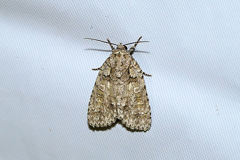 Epauleted Oak Dagger (Acronicta ovata) At a 365nm UV light at the edge of a dense mixed forest. 
https://www.jungledragon.com/image/100247/epauleted_oak_dagger_acronicta_ovata.html Acronicta ovata,Geotagged,Ovate Dagger,Summer,United States