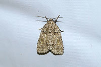 Epauleted Oak Dagger (Acronicta ovata) At a 365nm UV light at the edge of a dense mixed forest. <br />
https://www.jungledragon.com/image/100247/epauleted_oak_dagger_acronicta_ovata.html Acronicta ovata,Geotagged,Ovate Dagger,Summer,United States