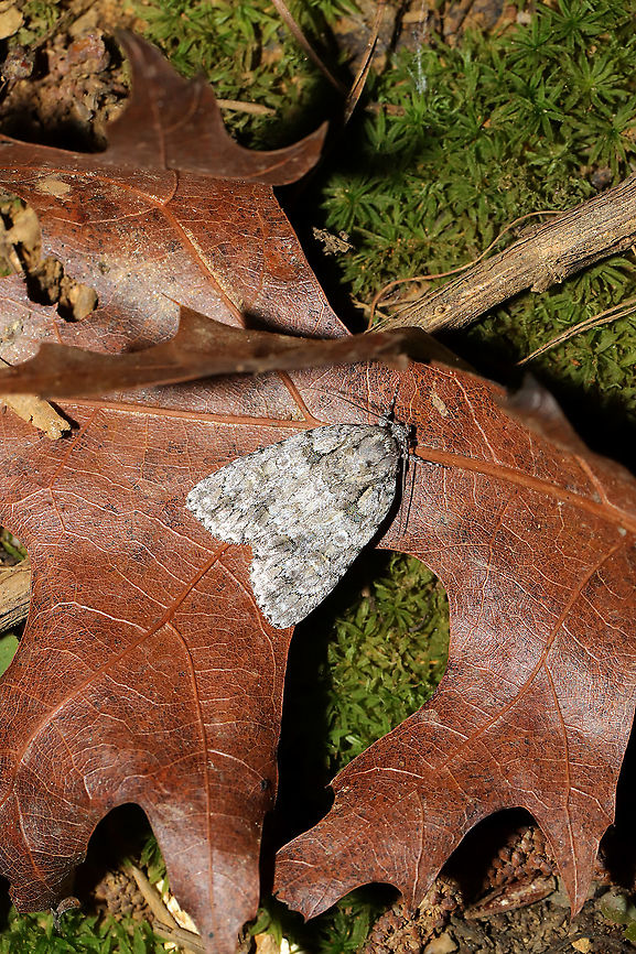 Epauleted Oak Dagger (Acronicta ovata) At a 365nm UV light at the edge of a dense mixed forest.<br />
<figure class="photo"><a href="https://www.jungledragon.com/image/100246/epauleted_oak_dagger_acronicta_ovata.html" title="Epauleted Oak Dagger (Acronicta ovata)"><img src="https://s3.amazonaws.com/media.jungledragon.com/images/3231/100246_thumb.jpg?AWSAccessKeyId=05GMT0V3GWVNE7GGM1R2&Expires=1759968010&Signature=Bs8AByOgSJmL3MCLGBsaguLoMgQ%3D" width="200" height="134" alt="Epauleted Oak Dagger (Acronicta ovata) At a 365nm UV light at the edge of a dense mixed forest. <br />
https://www.jungledragon.com/image/100247/epauleted_oak_dagger_acronicta_ovata.html Acronicta ovata,Geotagged,Ovate Dagger,Summer,United States" /></a></figure> Acronicta ovata,Geotagged,Ovate Dagger,Summer,United States