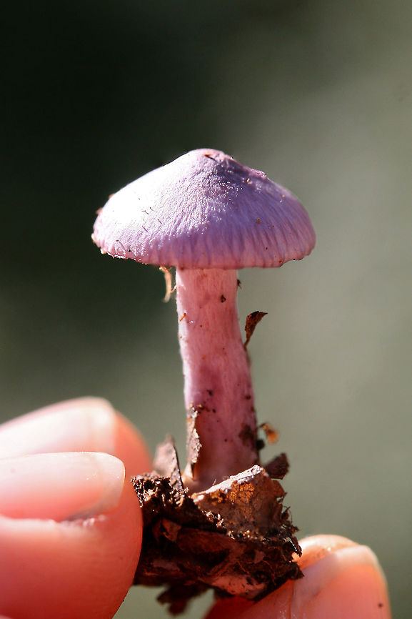 Inocybe geophylla var. lilacina Growing in leaf litter/debris below hardwoods in a dense mixed forest, Nov 3, 2018. Earthy inocybe,Geotagged,Inocybe geophylla,Inocybe geophylla lilacina,Lilac Fibrecap,United States