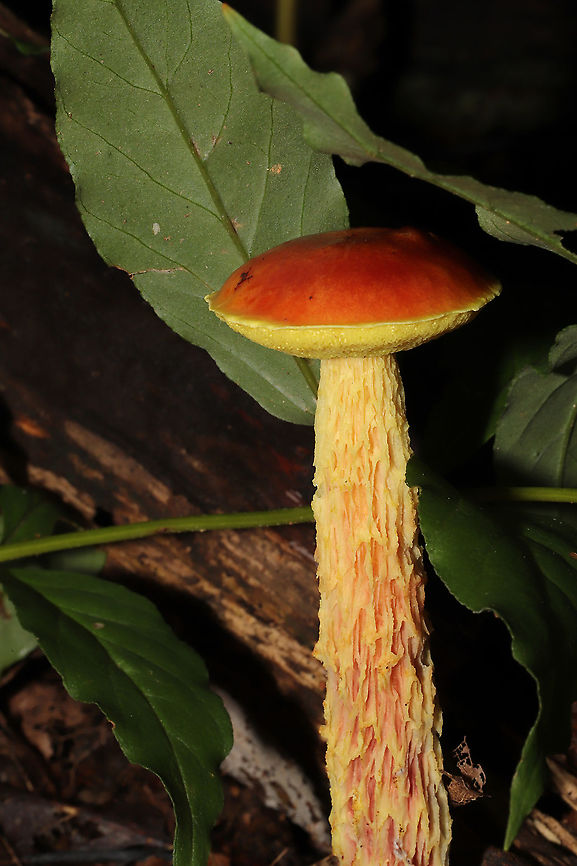 Shaggy-stalked Bolete (Aureoboletus betula) I nearly blacked out twice getting photos of Aureoboletus betula (previously Heimioporus betula), but it was worth it! At least they were not too far off of my driveway! <br />
At a dense mixed forest edge, growing in leaf litter/near rotting wood. Under Carya sp. and Quercus sp. Gordon County, Georgia, US. August 27, 2020. <br />
<figure class="photo"><a href="https://www.jungledragon.com/image/100499/shaggy-stalked_bolete_aureoboletus_betula.html" title="Shaggy-stalked Bolete (Aureoboletus betula)"><img src="https://s3.amazonaws.com/media.jungledragon.com/images/3231/100499_thumb.jpg?AWSAccessKeyId=05GMT0V3GWVNE7GGM1R2&Expires=1769040010&Signature=iK%2BHzcIMCf7pSW20ePSW62wcSoI%3D" width="102" height="152" alt="Shaggy-stalked Bolete (Aureoboletus betula) I nearly blacked out twice getting photos of Aureoboletus betula (previously Heimioporus betula), but it was worth it! At least they were not too far off of my driveway! <br />
<br />
At a dense mixed forest edge, growing in leaf litter/near rotting wood. Under Carya sp. and Quercus sp. Gordon County, Georgia, US. August 27, 2020.<br />
https://www.jungledragon.com/image/100498/shaggy-stalked_bolete_aureoboletus_betula.html Geotagged,Heimioporus betula,Shaggy-stalked bolete,Summer,United States" /></a></figure> Geotagged,Heimioporus betula,Shaggy-stalked bolete,Summer,United States