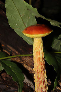 Shaggy-stalked Bolete (Aureoboletus betula) I nearly blacked out twice getting photos of Aureoboletus betula (previously Heimioporus betula), but it was worth it! At least they were not too far off of my driveway! 
At a dense mixed forest edge, growing in leaf litter/near rotting wood. Under Carya sp. and Quercus sp. Gordon County, Georgia, US. August 27, 2020. 
https://www.jungledragon.com/image/100499/shaggy-stalked_bolete_aureoboletus_betula.html Geotagged,Heimioporus betula,Shaggy-stalked bolete,Summer,United States