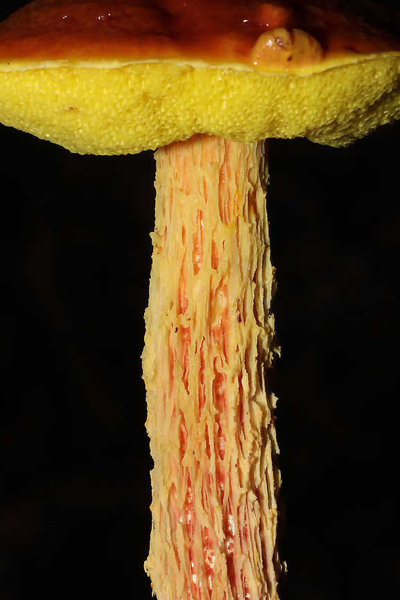 Shaggy-stalked Bolete (Aureoboletus betula) I nearly blacked out twice getting photos of Aureoboletus betula (previously Heimioporus betula), but it was worth it! At least they were not too far off of my driveway! <br />
<br />
At a dense mixed forest edge, growing in leaf litter/near rotting wood. Under Carya sp. and Quercus sp. Gordon County, Georgia, US. August 27, 2020.<br />
<figure class="photo"><a href="https://www.jungledragon.com/image/100498/shaggy-stalked_bolete_aureoboletus_betula.html" title="Shaggy-stalked Bolete (Aureoboletus betula)"><img src="https://s3.amazonaws.com/media.jungledragon.com/images/3231/100498_thumb.jpg?AWSAccessKeyId=05GMT0V3GWVNE7GGM1R2&Expires=1759968010&Signature=aJOH2gcsLz1BvxXa0fjEVw%2BgW1k%3D" width="102" height="152" alt="Shaggy-stalked Bolete (Aureoboletus betula) I nearly blacked out twice getting photos of Aureoboletus betula (previously Heimioporus betula), but it was worth it! At least they were not too far off of my driveway! <br />
At a dense mixed forest edge, growing in leaf litter/near rotting wood. Under Carya sp. and Quercus sp. Gordon County, Georgia, US. August 27, 2020. <br />
https://www.jungledragon.com/image/100499/shaggy-stalked_bolete_aureoboletus_betula.html Geotagged,Heimioporus betula,Shaggy-stalked bolete,Summer,United States" /></a></figure> Geotagged,Heimioporus betula,Shaggy-stalked bolete,Summer,United States