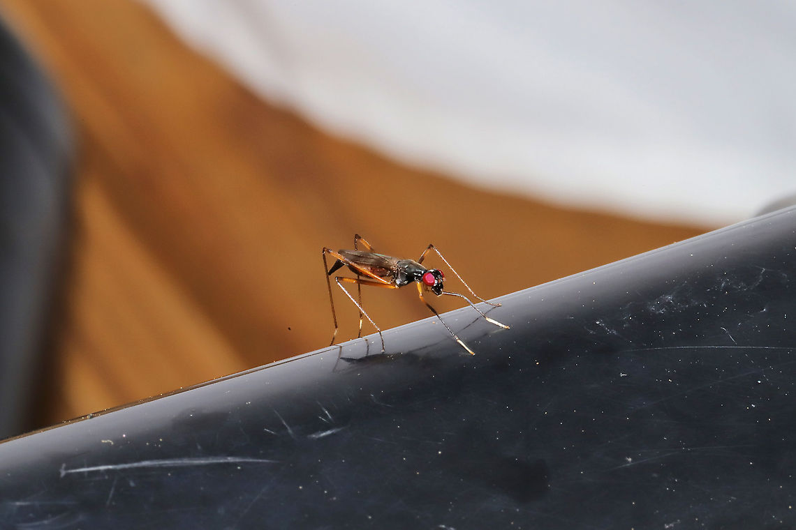 Stilt-Legged Fly (Rainieria antennaepes) At a disturbed forest edge.<br />
The species name &quot;antennaepes&quot; translates to &quot;antenna foot.&quot; Rainieria antennaepes is an effective ichneumonid wasp mimic, often holding up its front two legs and waving them as if they were antennae. Geotagged,Rainieria antennaepes,Summer,United States