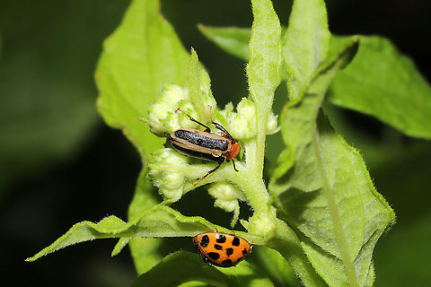 Zonitis bilineata Top beetle in this photo. At a meadowy forest clearing. Geotagged,Summer,United States,Zonitis bilineata
