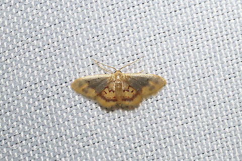 Diminutive Wave (Idaea scintillularia) At a 365nm UV light at a dense mixed forest edge. The name really is suiting!

https://www.jungledragon.com/image/100611/diminutive_wave_idaea_scintillularia_-_size_reference.html Diminutive Wave Moth,Geotagged,Idaea scintillularia,Summer,United States