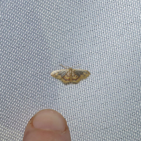 Diminutive Wave (Idaea scintillularia) - Size reference At a 365nm UV light at a dense mixed forest edge. The name really is suiting!
https://www.jungledragon.com/image/100610/diminutive_wave_idaea_scintillularia.html Diminutive Wave Moth,Geotagged,Idaea scintillularia,Summer,United States