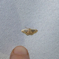 Diminutive Wave (Idaea scintillularia) - Size reference At a 365nm UV light at a dense mixed forest edge. The name really is suiting!<br />
https://www.jungledragon.com/image/100610/diminutive_wave_idaea_scintillularia.html Diminutive Wave Moth,Geotagged,Idaea scintillularia,Summer,United States