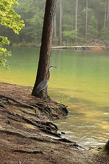 Great Blue Heron (Ardea herodias) This large heron was at the edge of a lakeside. It was so still as we approached that we were almost convinced that it was a stuffed bird or a statue. Unfortunately, I only had my macro lens with me, so I could not get the best shot. Ardea herodias,Geotagged,Great blue heron,Summer,United States