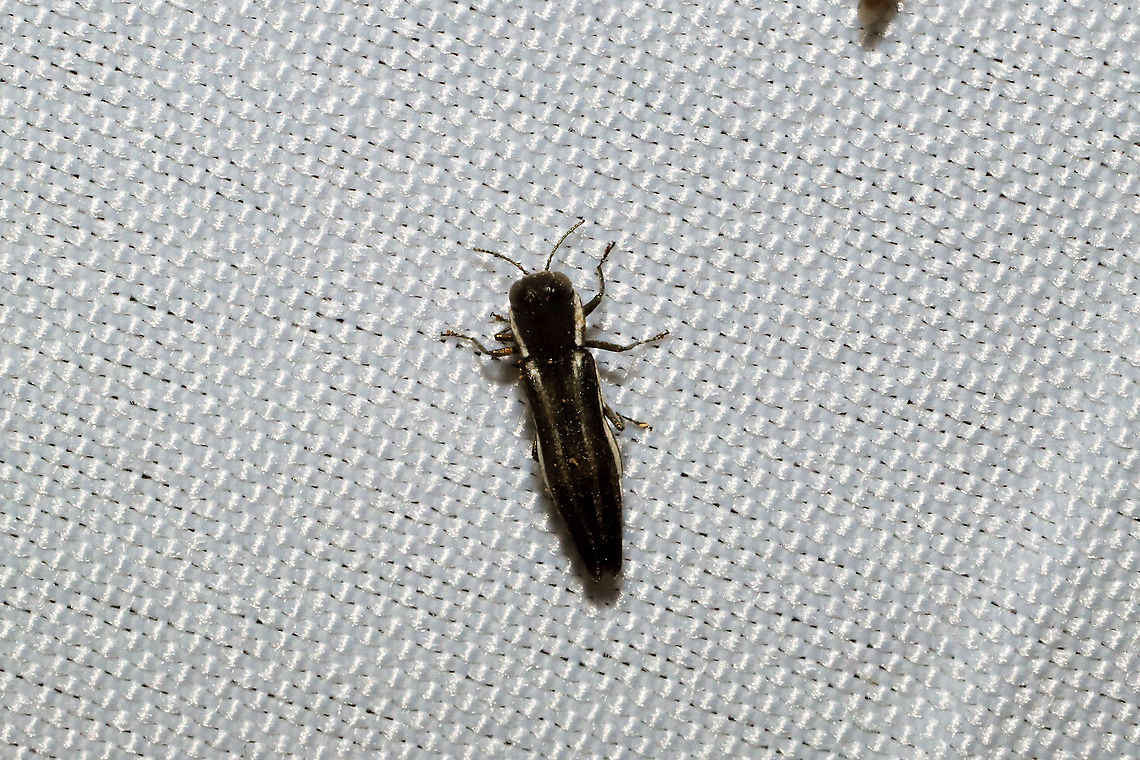Two-lined Chestnut Borer (Agrilus bilineatus) At a 365nm UV light at a dense mixed forest edge.<br />
<figure class="photo"><a href="https://www.jungledragon.com/image/100616/two-lined_chestnut_borer_agrilus_bilineatus.html" title="Two-lined Chestnut Borer (Agrilus bilineatus)"><img src="https://s3.amazonaws.com/media.jungledragon.com/images/3231/100616_thumb.jpg?AWSAccessKeyId=05GMT0V3GWVNE7GGM1R2&Expires=1759968010&Signature=K%2Fjf0Km%2F17jaLBCgGd08OJ%2BuyOk%3D" width="200" height="134" alt="Two-lined Chestnut Borer (Agrilus bilineatus) At a 365nm UV light at a dense mixed forest edge. <br />
https://www.jungledragon.com/image/100615/two-lined_chestnut_borer_agrilus_bilineatus.html Agrilus bilineatus,Geotagged,Summer,United States" /></a></figure> Agrilus bilineatus,Geotagged,Summer,United States