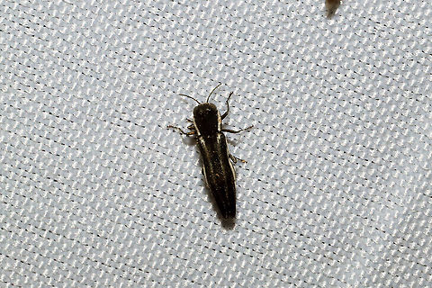 Two-lined Chestnut Borer (Agrilus bilineatus) At a 365nm UV light at a dense mixed forest edge.
https://www.jungledragon.com/image/100616/two-lined_chestnut_borer_agrilus_bilineatus.html Agrilus bilineatus,Geotagged,Summer,United States