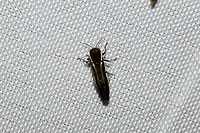 Two-lined Chestnut Borer (Agrilus bilineatus) At a 365nm UV light at a dense mixed forest edge.<br />
https://www.jungledragon.com/image/100616/two-lined_chestnut_borer_agrilus_bilineatus.html Agrilus bilineatus,Geotagged,Summer,United States